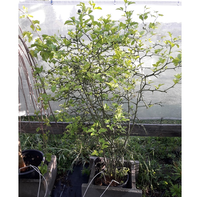 Poncirus trifoliata - Winterharte Zitrone 120/130cm
