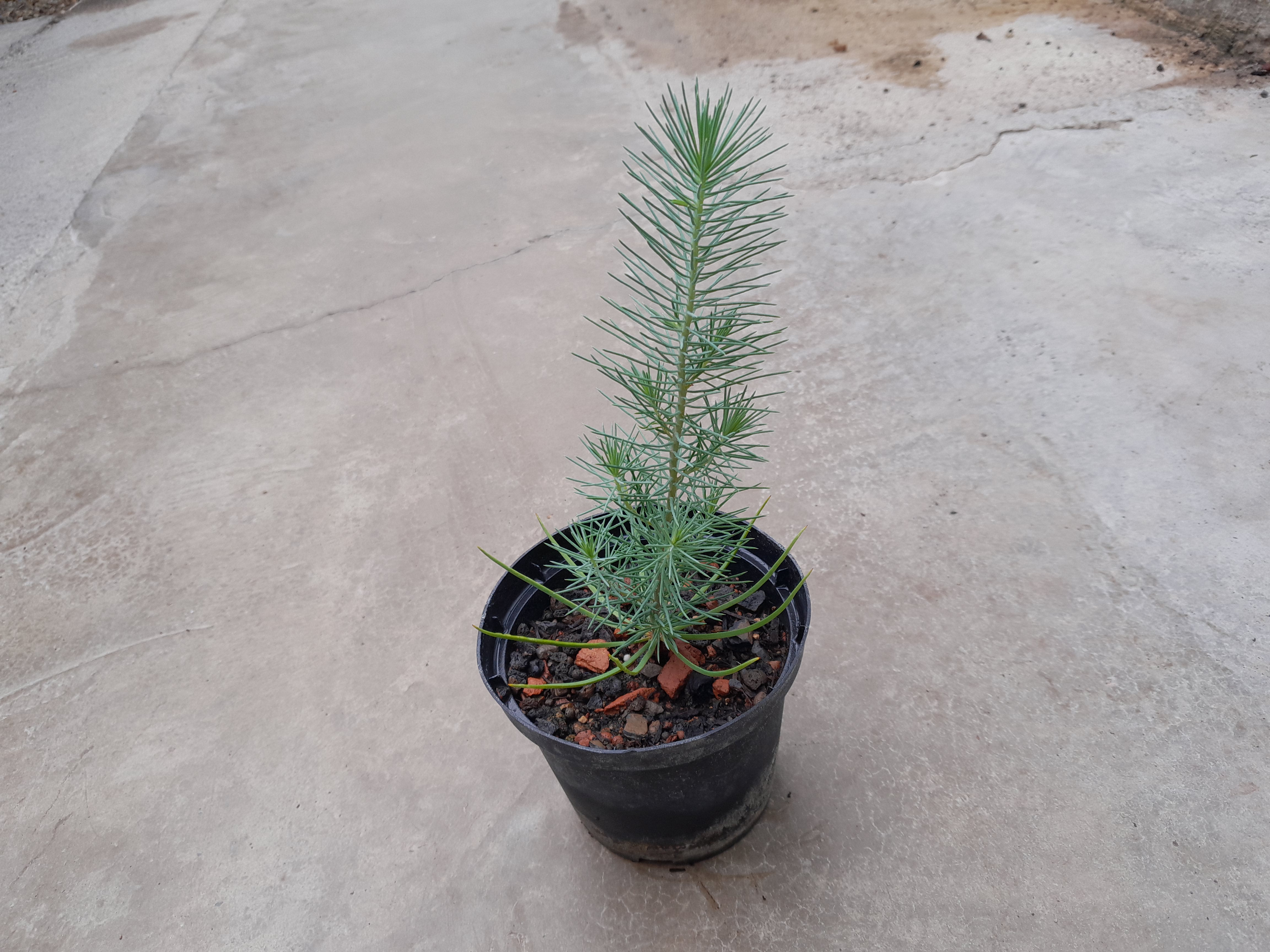 Pinus pinea 20cm