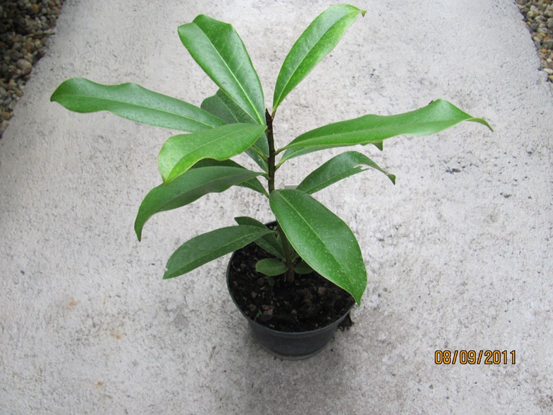 Magnolia grandiflora - Immergrüne Magnolie 20/30cm - BIO
