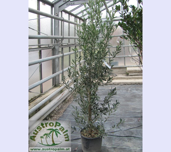 Olea europae - Olivenbaum 120cm Stamm 60cm
