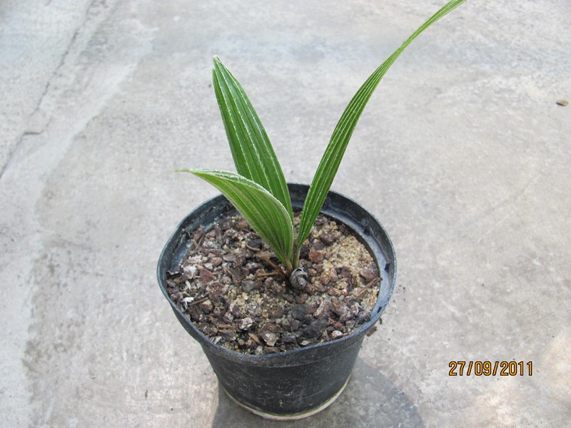 Rhapidophyllum hystrix 20cm - BIO