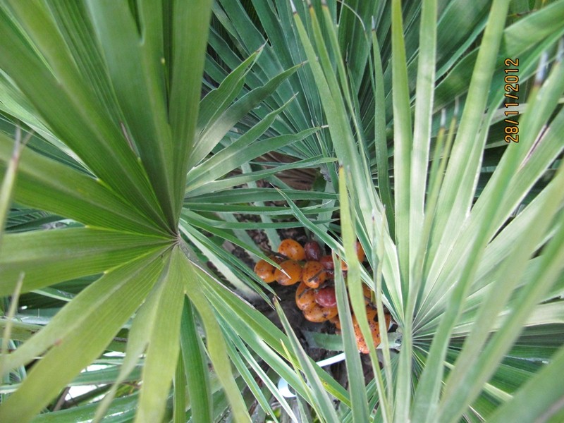 Chamaerops humilis 5 Samen eigene Ernte NÖ *BIO