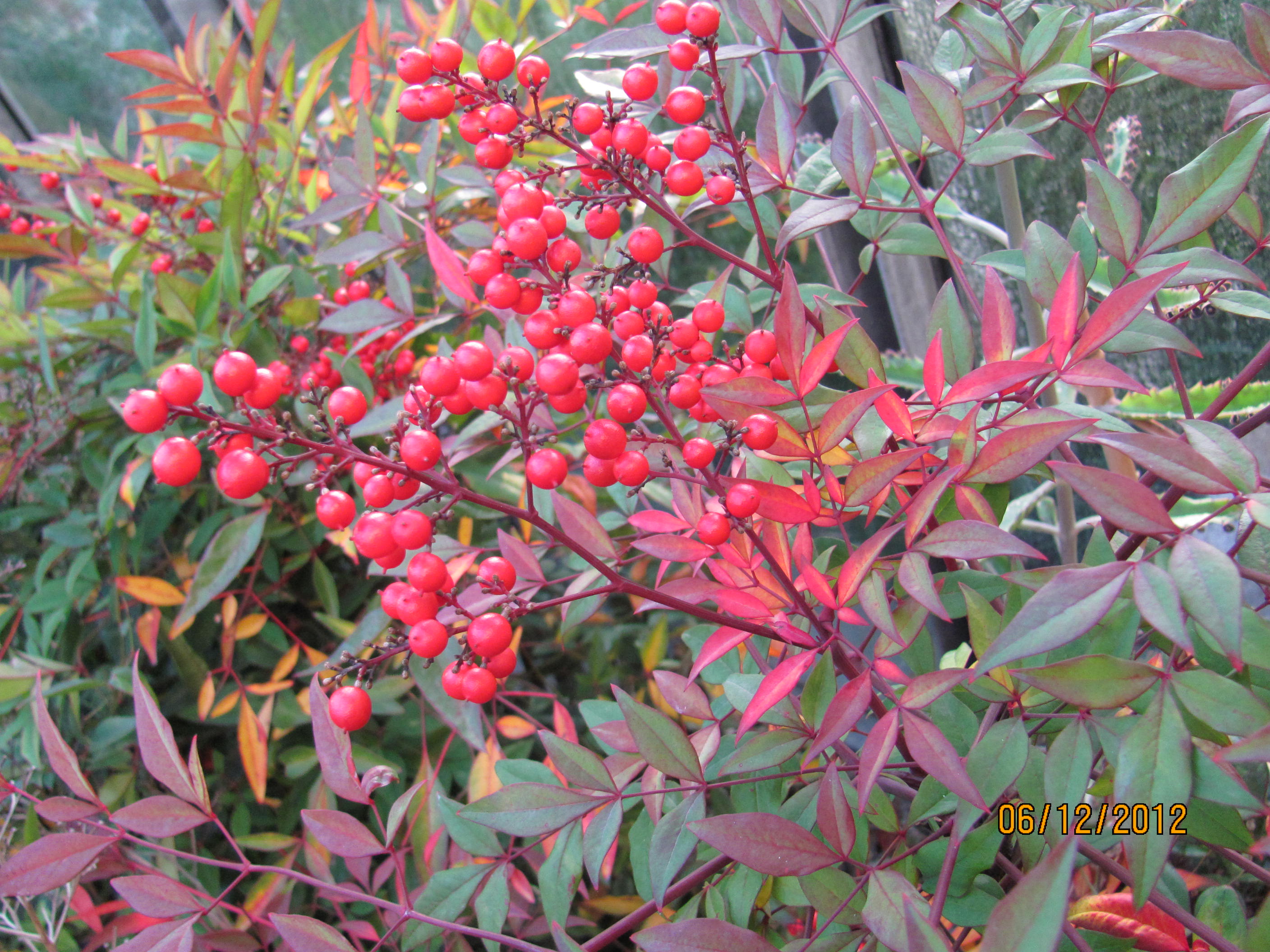 Nandina domestica Himmelsbambus 10 Samen eigene Ernte NÖ *BIO