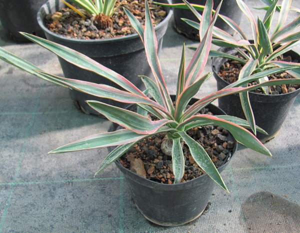 Yucca gloriosa variegata 25/30cm - BIO