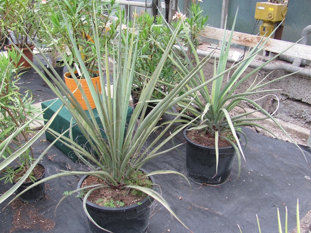 Yucca torreyi 100/110cm