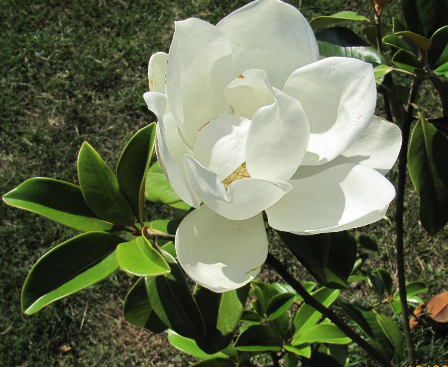 Magnolia grandiflora ImmergrüneMagnolie 8Samen eigeneErnte NÖ *B