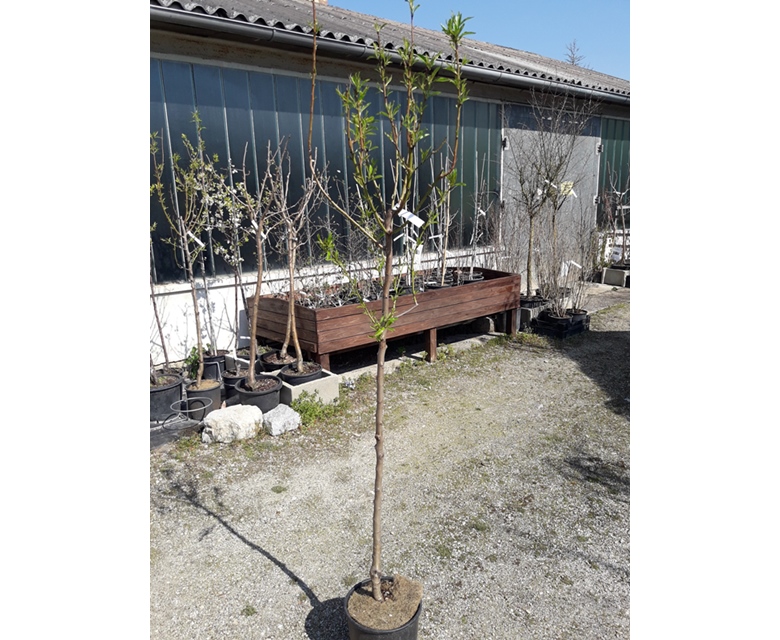 Prunus dulcis \"Genco\" - Mandelbaum 180/200cm