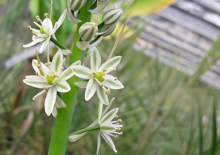 Ornithogalum caudatum 15 seeds - BIO