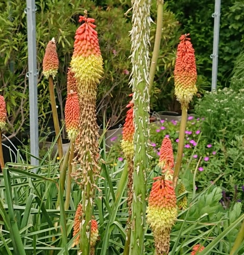 Kniphophia uvaria "grandiflora" Raketenblume 20 Samen eigene Ern