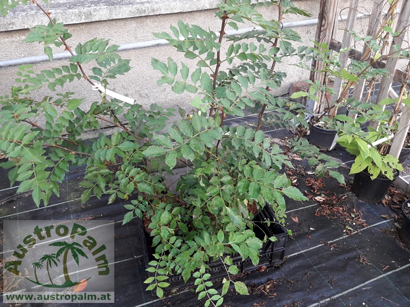 Zanthoxylum simulans Szechuanpfeffer 60/80cm