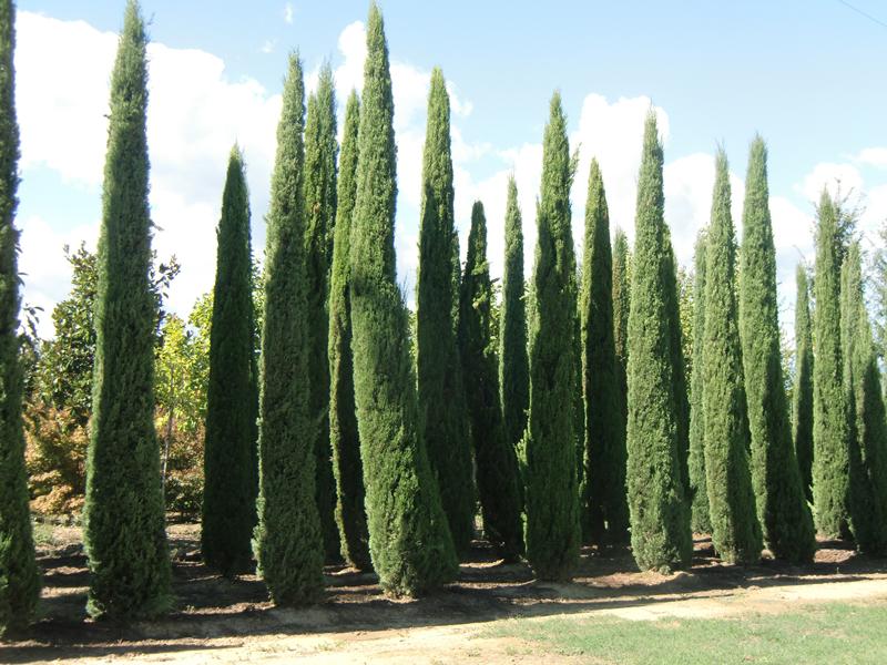 Cupressus sempervirens - Mittelmeerzypresse 30 Samen eigene Ernt