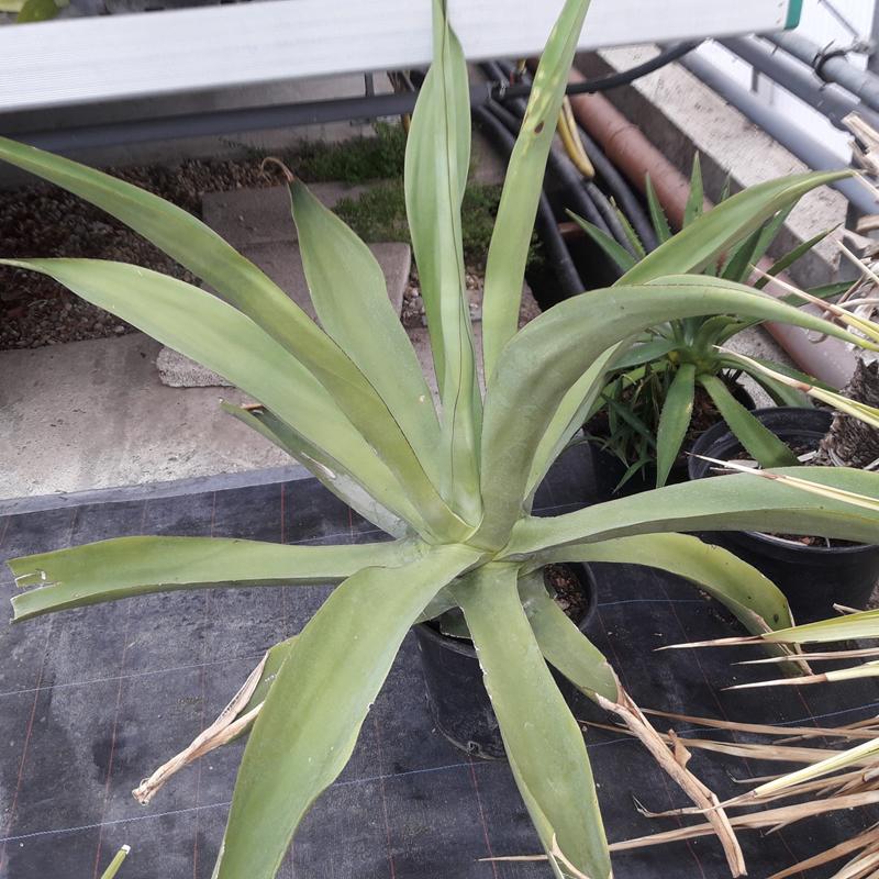 Agave vilmoriniana Oktopusagave 20 Samen eigene Ernte NÖ *BIO