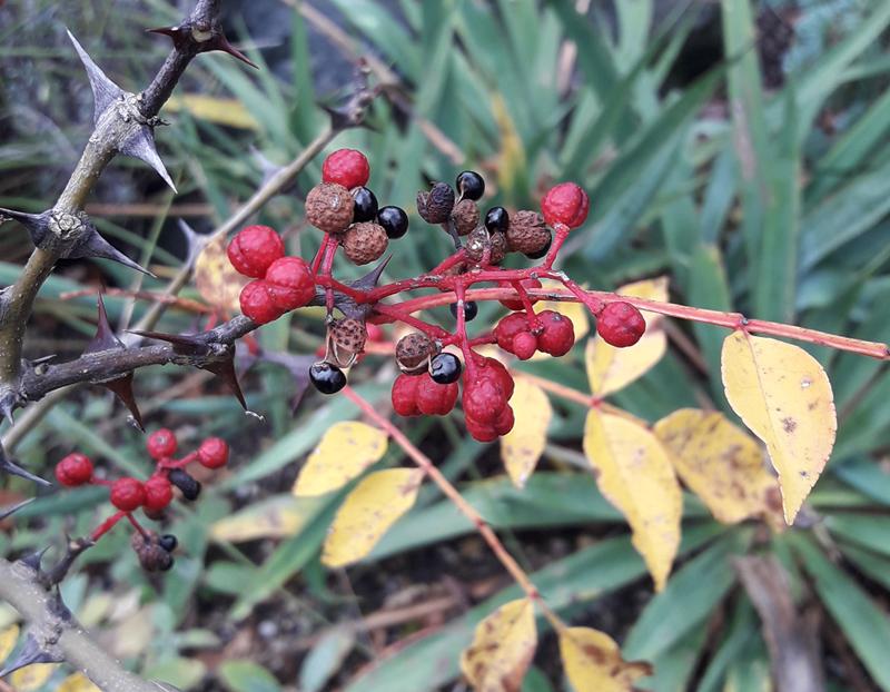 Zanthoxylum simulans Szechuanpfeffer 25 Samen eigene Ernte NÖ *B